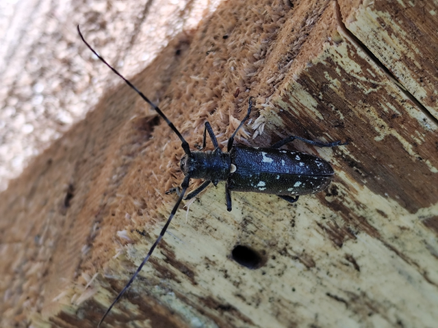 Monochamus