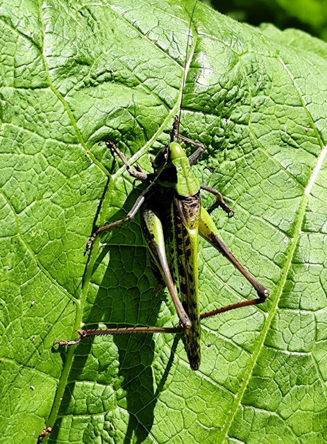 szemölcsevő szöcske - Decticus verrucivorus