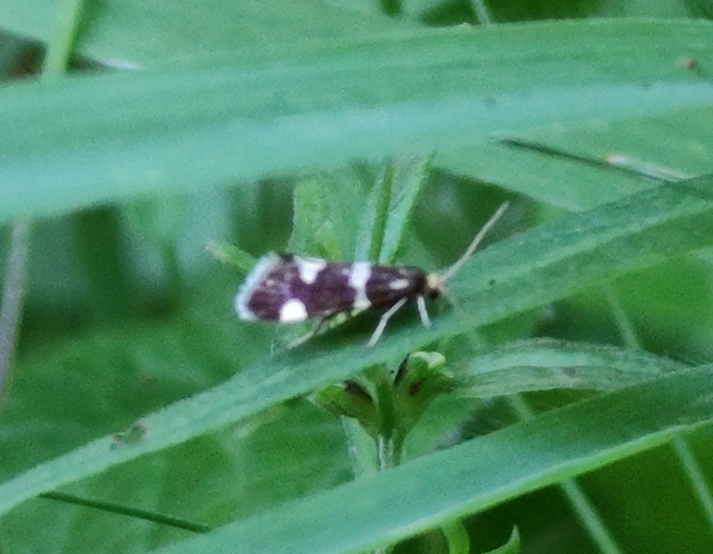 hegyi virágmoly - Lampronia rupella