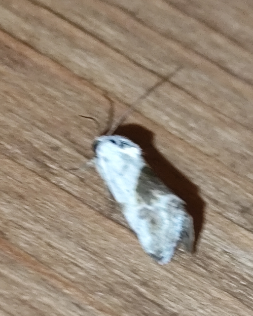 parlagfűbagoly - Ponometia candefacta