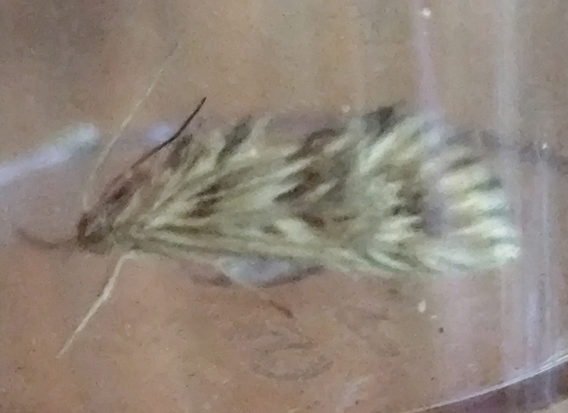 Cynaeda dentalis - gyakori ciframoly