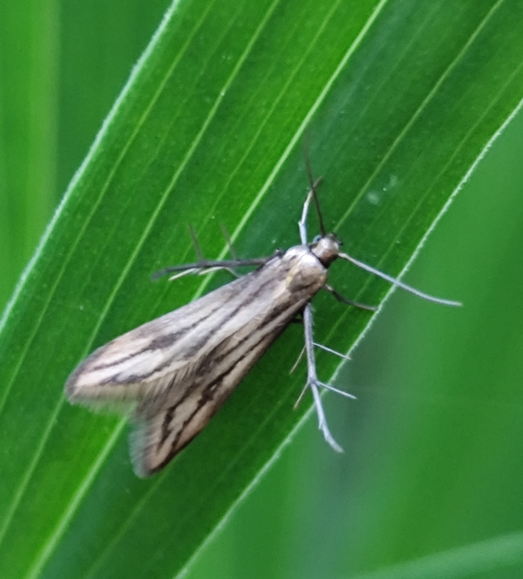 fényes szedermoly - Schreckensteinia festaliella