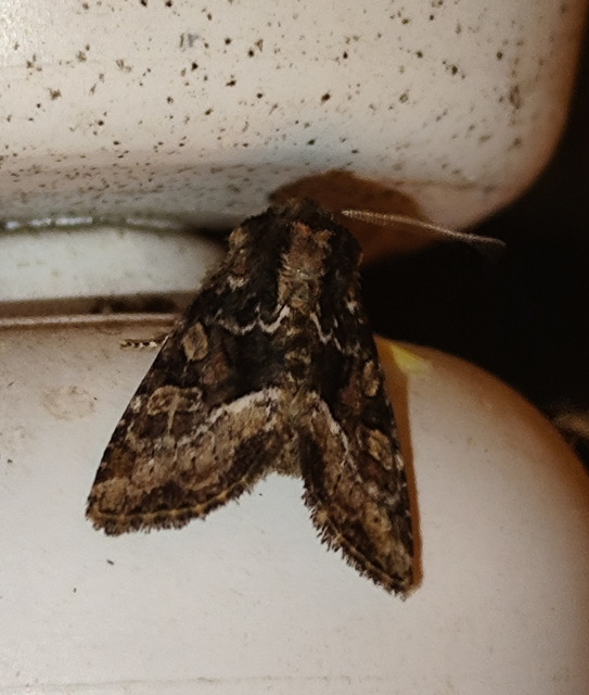 Oligia strigilis/latruncula/versicolor