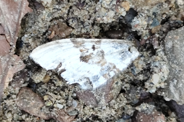 hegyi tarkaaraszoló - Xanthorhoe montanata