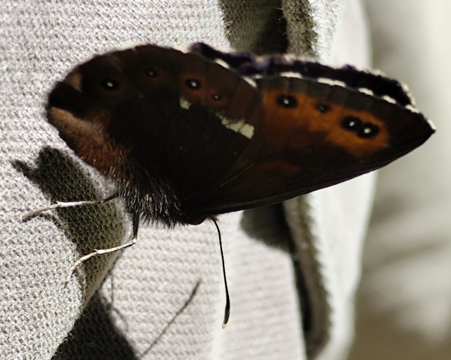 fehércsíkú szerecsenlepke - Erebia ligea