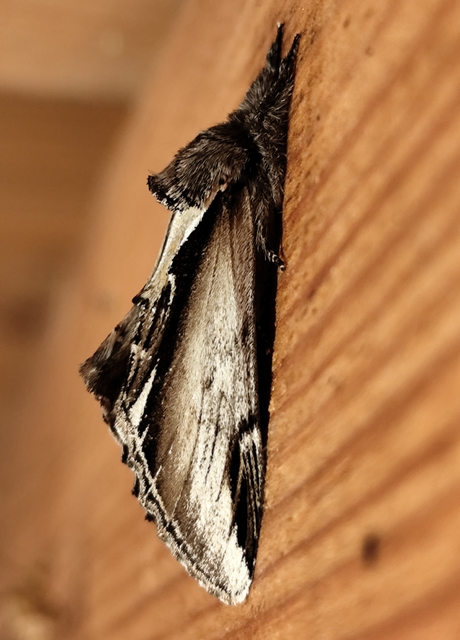 nyírfa-púposszövő - Pheosia gnoma