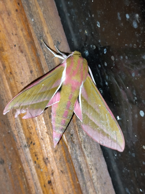 Deilephila elpenor - szőlőszender