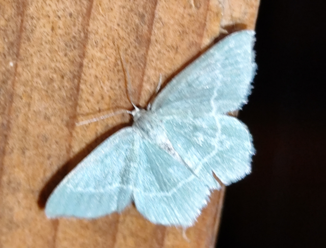 Chlorissa
