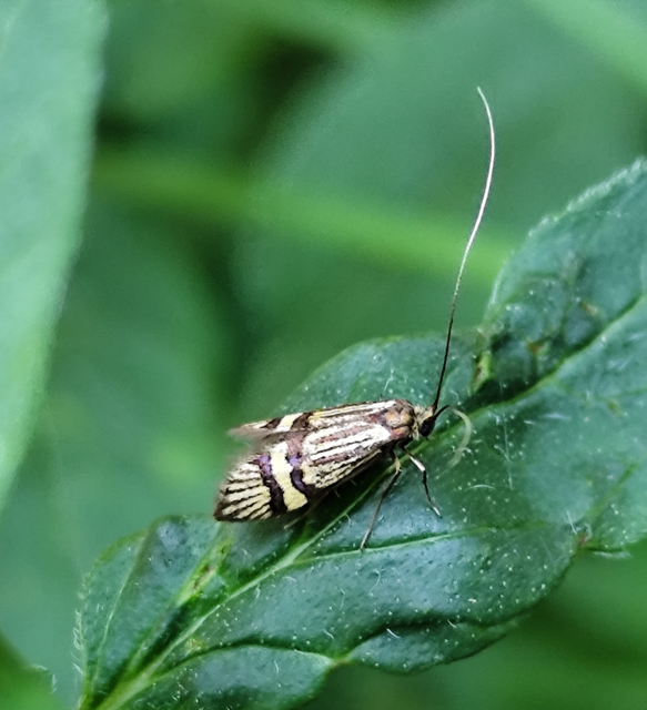Nemophora congruella