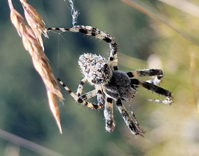 Araneus circe/angulatus