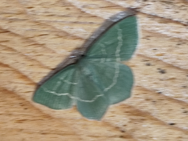 Chlorissa viridata/cloraria