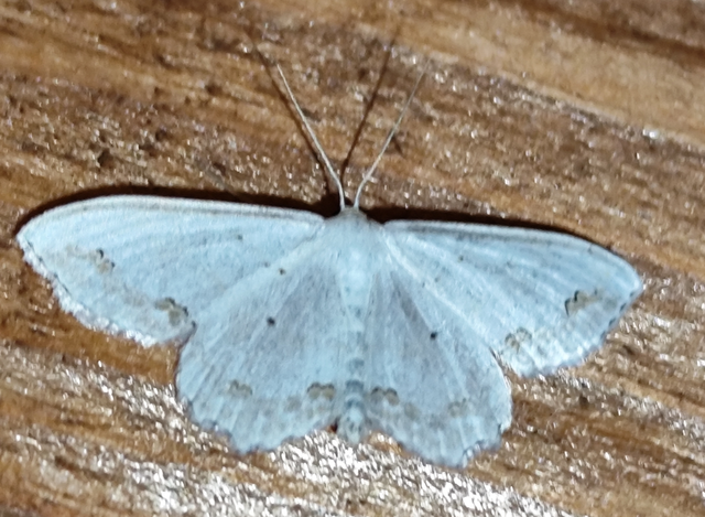 díszes fehéraraszoló - Scopula ornata