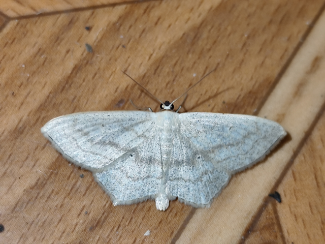 Scopula nigropunctata - feketepettyes araszoló