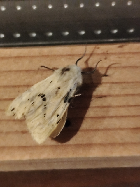 sárgás medvelepke - Spilarctia lutea