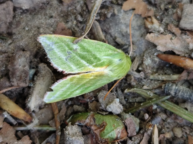 bükkfa-zöldbagoly - Pseudoips prasinana