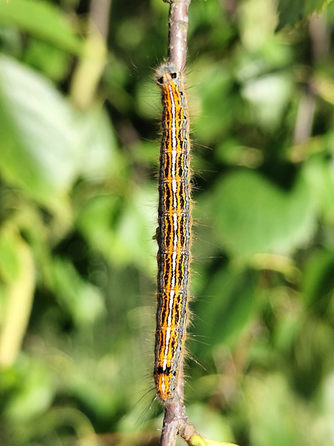 gyűrűsszövő - Malacosoma neustria