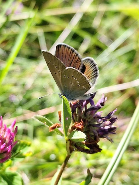 törpeboglárka - Cupido minimus