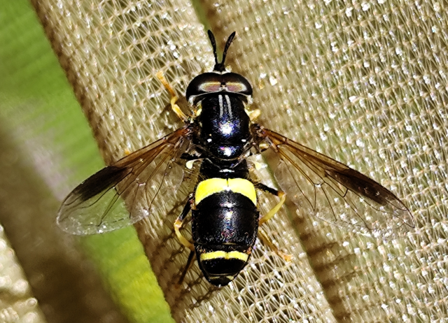 Chrysotoxum bicinctum - kétpántos öveslégy
