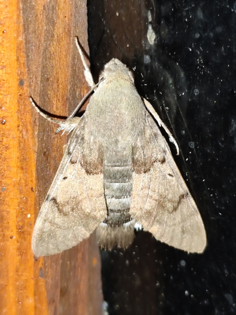 kacsafarkú szender - Macroglossum stellatarum