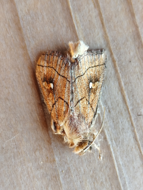 fehérjegyes rétibagoly - Mythimna conigera