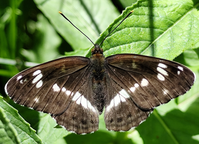 kis lonclepke - Limenitis camilla