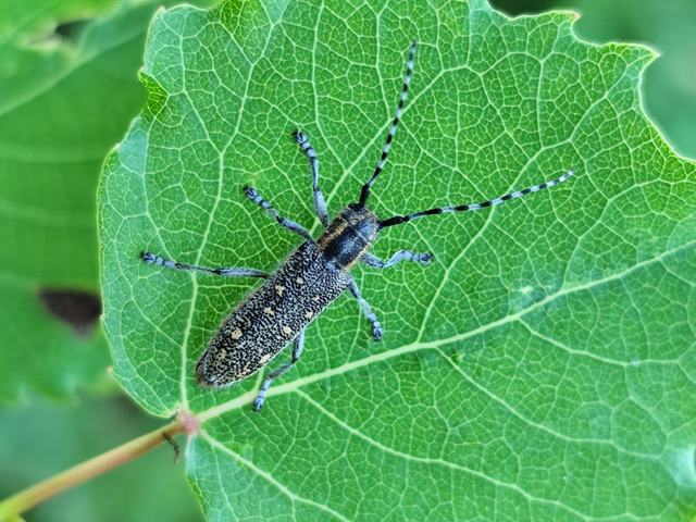 kis nyárfacincér - Saperda populnea