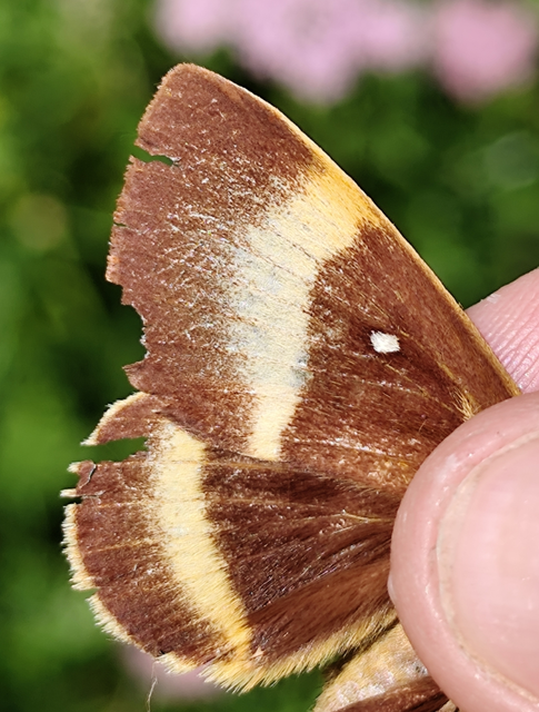tölgyfaszövő - Lasiocampa quercus