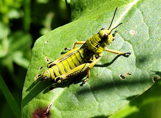 Pseudopodisma transilvanica