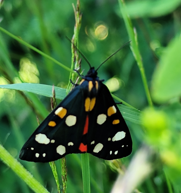 fémes medvelepke - Callimorpha dominula