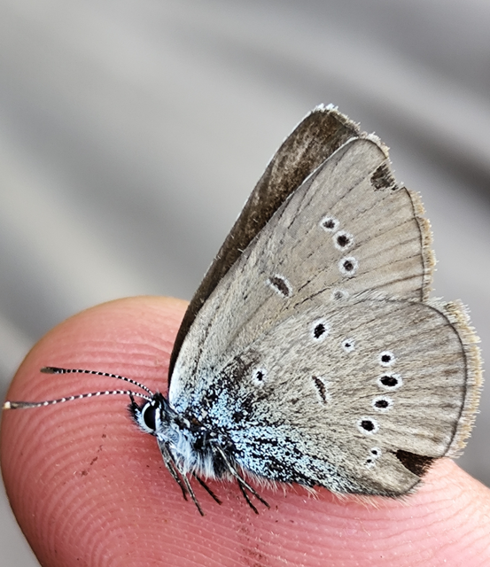 aprószemes boglárka - Cyaniris semiargus