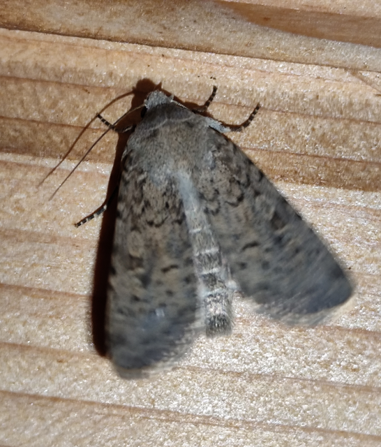 hamvas földibagoly - Rhyacia simulans