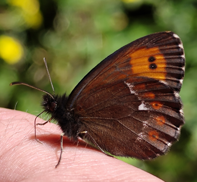 Erebia ligea - fehércsíkú szerecsenlepke