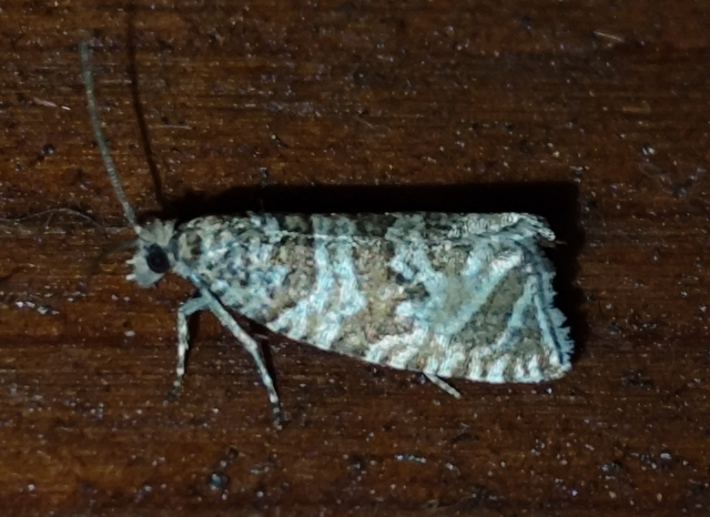 Celypha rivulana - dudvasodró tükrösmoly