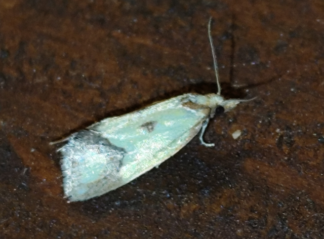 Agapeta zoegana - barnacsíkos sárgamoly