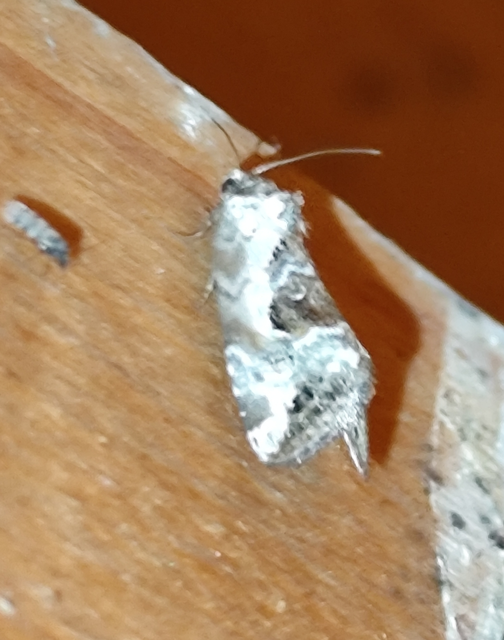 rózsaszínű mázasbagoly - Hapalotis venustula