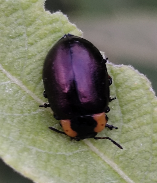 szegettnyakú fűzlevelész - Chrysomela collaris