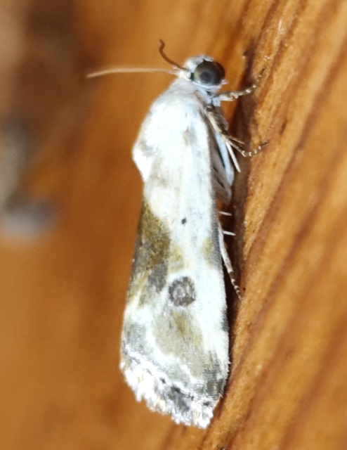 Ponometia candefacta - parlagfűbagoly