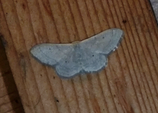 Idaea straminata - szalmasárga sávosaraszoló