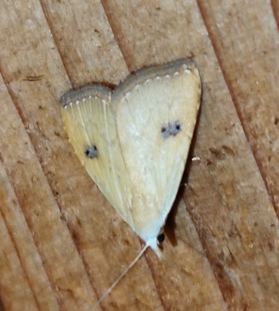 selymes lórombagoly - Rivula sericealis