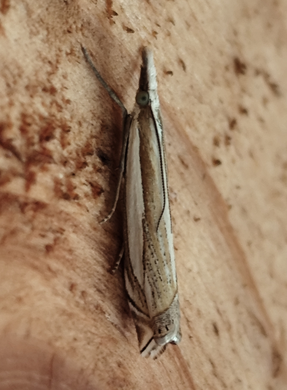 Crambus pascuella - lápréti fűgyökérmoly