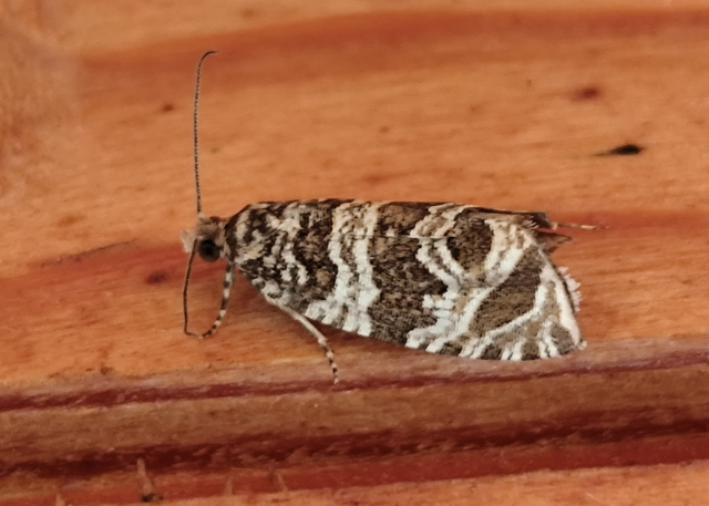 Celypha rivulana - dudvasodró tükrösmoly