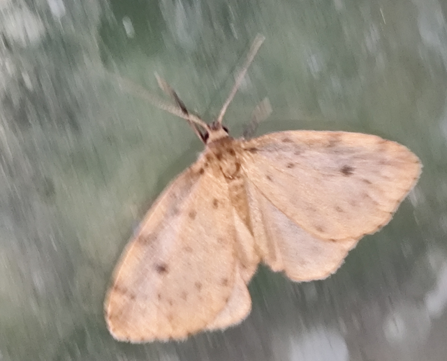 mocsári medvelepke - Thumata senex