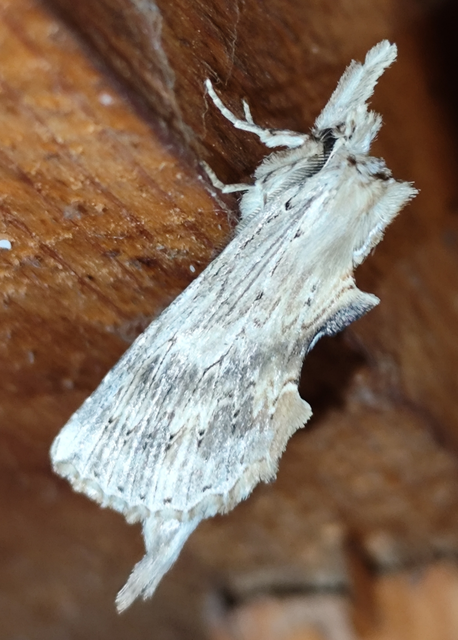 csőrös púposszövő - Pterostoma palpina