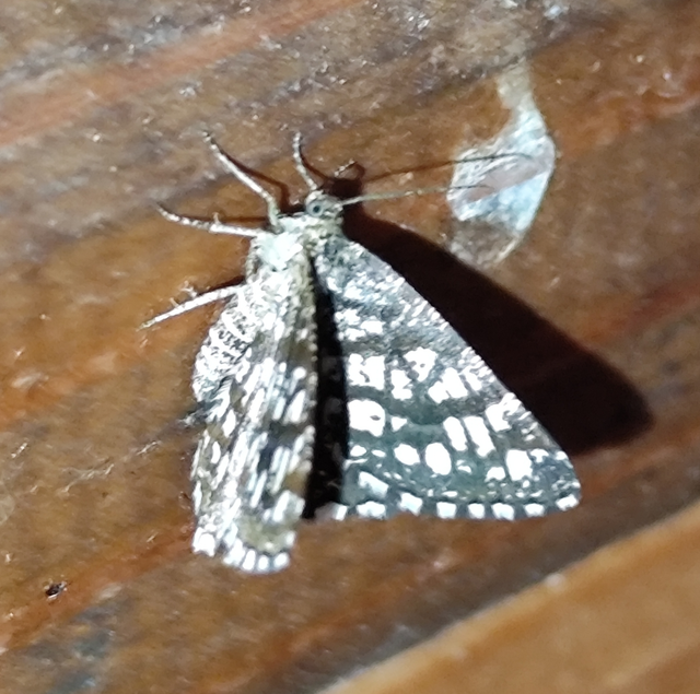 rácsos rétiaraszoló - Chiasmia clathrata