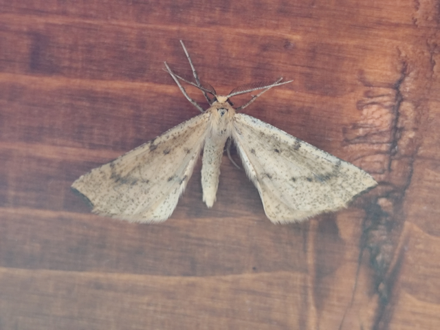 hegyesszárnyú lápiaraszoló - Hypoxystis pluviaria