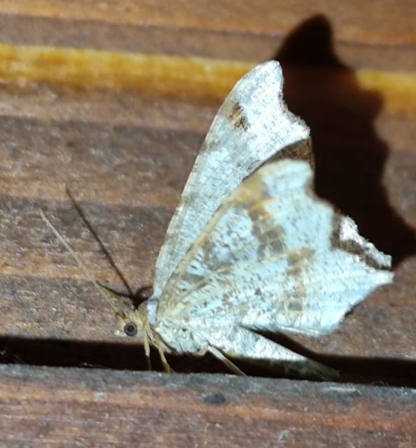 Macaria alternata - közönséges szürkearaszoló
