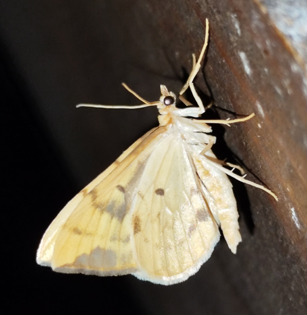 sárga galajaraszoló - Eulithis pyraliata
