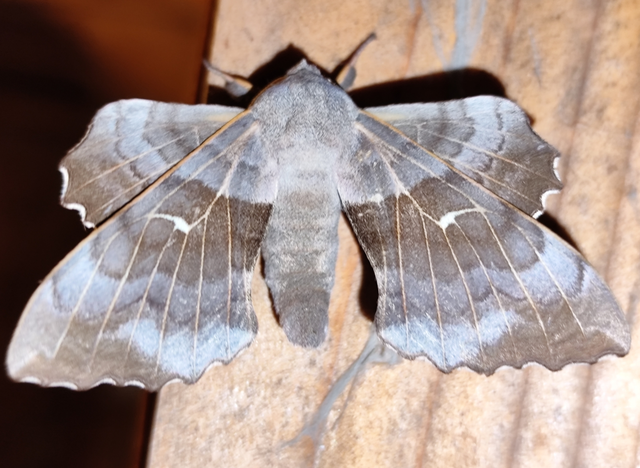 nyárfaszender - Laothoe populi