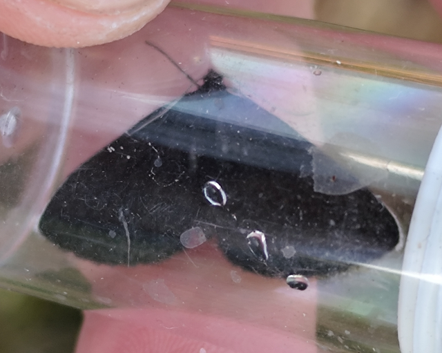 fekete araszoló - Odezia atrata