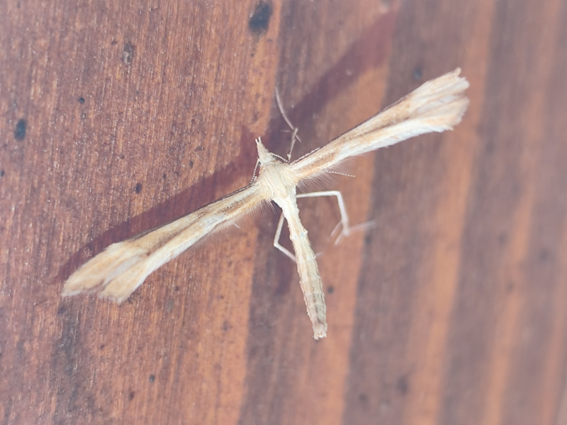 Gillmeria pallidactyla - fakósárga tollasmoly